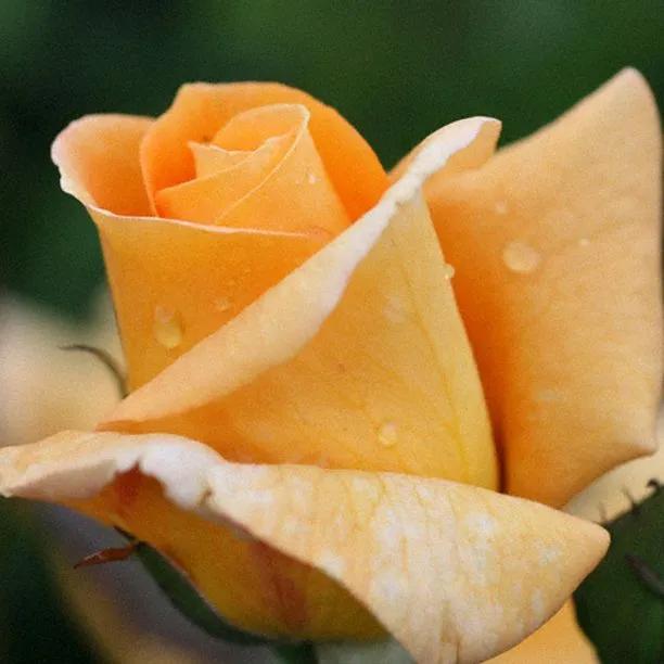 Glenfiddich Floribunda Rose (Rosa Glenfiddich) 1